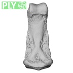 NH MER33 755 Gorilla gorilla gorilla hand phalanx third middle right ply