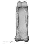 NH MER33 755 Gorilla gorilla gorilla hand phalanx third proximal right palmar