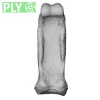 NH MER33 755 Gorilla gorilla gorilla hand phalanx third proximal right ply