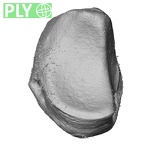 NH MER33 755 Gorilla gorilla gorilla lunate right ply