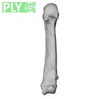 NH MER33 755 Gorilla gorilla gorilla metacarpal fifth right ply
