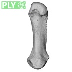 NH MER33 755 Gorilla gorilla gorilla metacarpal first right ply