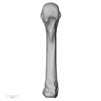 NH MER33 755 Gorilla gorilla gorilla metacarpal fourth right palmar
