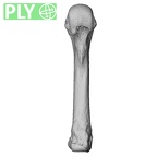 NH MER33 755 Gorilla gorilla gorilla metacarpal fourth right ply