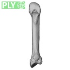 NH MER33 755 Gorilla gorilla gorilla metacarpal second right ply
