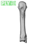 NH MER33 755 Gorilla gorilla gorilla metacarpal third right ply