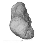 pisiform right