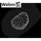NH MER33 755 Gorilla gorilla gorilla pisiform right ct stack movie