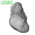 NH MER33 755 Gorilla gorilla gorilla pisiform right ply
