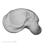NH MER33 755 Gorilla gorilla gorilla scaphoid right distal