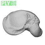 NH MER33 755 Gorilla gorilla gorilla scaphoid right ply