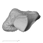 NH MER33 755 Gorilla gorilla gorilla trapezium right proximal