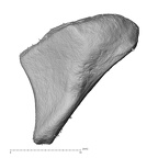 NH MER33 755 Gorilla gorilla gorilla trapezoid right proximal