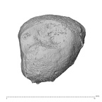 NH MER33 756 Gorilla gorilla ssp. capitate left ulnar
