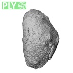 NH MER33 756 Gorilla gorilla ssp. carpal ply