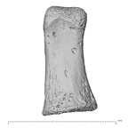 hand phalanx first proximal right
