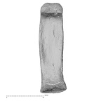 hand phalanx fourth proximal right