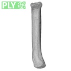 NH MER33 756 Gorilla gorilla ssp. metacarpal fifth right ply