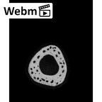 NH MER33 756 Gorilla gorilla ssp. metacarpal fourth right ct stack movie