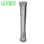 NH MER33 756 Gorilla gorilla ssp. metacarpal fourth right ply