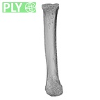 NH MER33 756 Gorilla gorilla ssp. metacarpal second right ply