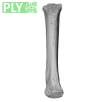 NH MER33 756 Gorilla gorilla ssp. metacarpal third right ply