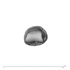 NH MER34 856 Gorilla gorilla gorilla hand phalanx fifth middle left distal