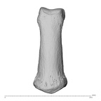 NH MER34 856 Gorilla gorilla gorilla hand phalanx fifth middle left dorsal