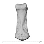 NH MER34 856 Gorilla gorilla gorilla hand phalanx fifth middle left palmar
