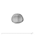 NH MER34 856 Gorilla gorilla gorilla hand phalanx fifth middle left proximal