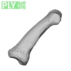 NH MER34 856 Gorilla gorilla gorilla hand phalanx fifth middle left ply