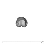 NH MER34 856 Gorilla gorilla gorilla hand phalanx fifth proximal left distal