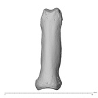NH MER34 856 Gorilla gorilla gorilla hand phalanx fifth proximal left dorsal
