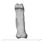 NH MER34 856 Gorilla gorilla gorilla hand phalanx fifth proximal left palmar