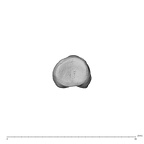 NH MER34 856 Gorilla gorilla gorilla hand phalanx fifth proximal left proximal