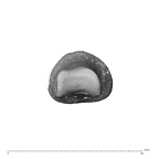 NH MER34 856 Gorilla gorilla gorilla hand phalanx first proximal left distal