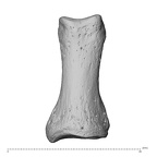 NH MER34 856 Gorilla gorilla gorilla hand phalanx first proximal left dorsal