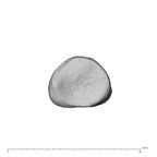 NH MER34 856 Gorilla gorilla gorilla hand phalanx first proximal left proximal