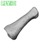 NH MER34 856 Gorilla gorilla gorilla hand phalanx first proximal left ply