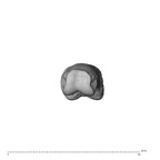 NH MER34 856 Gorilla gorilla gorilla hand phalanx fourth proximal left distal