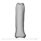 NH MER34 856 Gorilla gorilla gorilla hand phalanx fourth proximal left dorsal