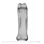 NH MER34 856 Gorilla gorilla gorilla hand phalanx fourth proximal left palmar