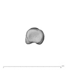 NH MER34 856 Gorilla gorilla gorilla hand phalanx fourth proximal left proximal