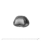 NH MER34 856 Gorilla gorilla gorilla hand phalanx second middle left distal
