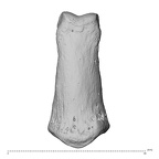 NH MER34 856 Gorilla gorilla gorilla hand phalanx second middle left dorsal