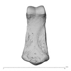 NH MER34 856 Gorilla gorilla gorilla hand phalanx second middle left palmar