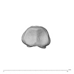 NH MER34 856 Gorilla gorilla gorilla hand phalanx second middle left proximal