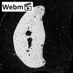 NH MER34 856 Gorilla gorilla gorilla hand phalanx second middle left ct stack movie