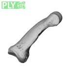 NH MER34 856 Gorilla gorilla gorilla hand phalanx second middle left ply