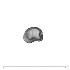 NH MER34 856 Gorilla gorilla gorilla hand phalanx second proximal left distal
